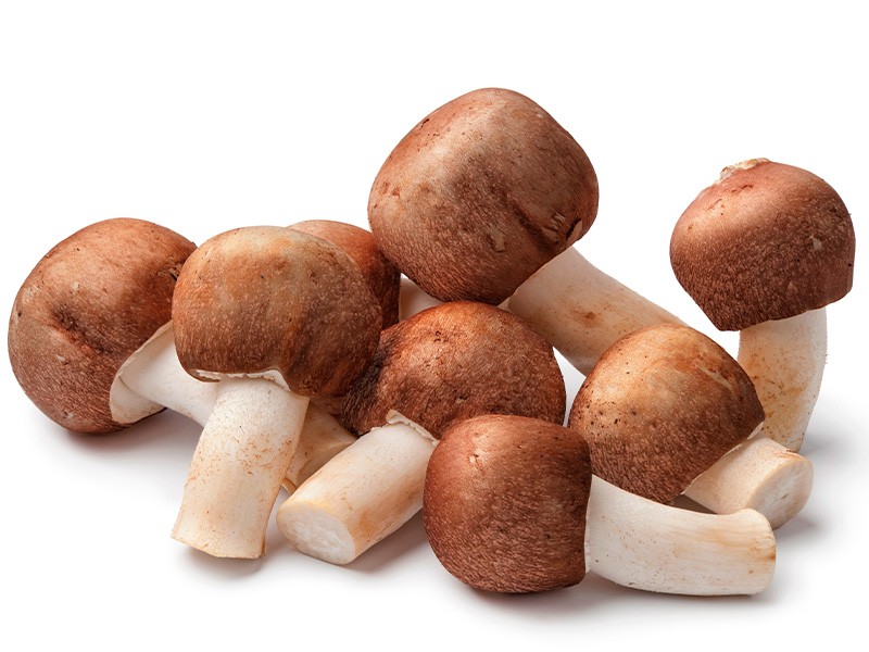 Cogumelo Agaricus blazei